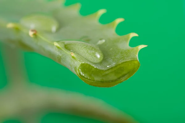 Aloe leaf — Stock Photo, Image