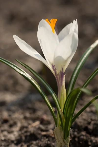 Fehér tavaszi sáfrány — Stock Fotó