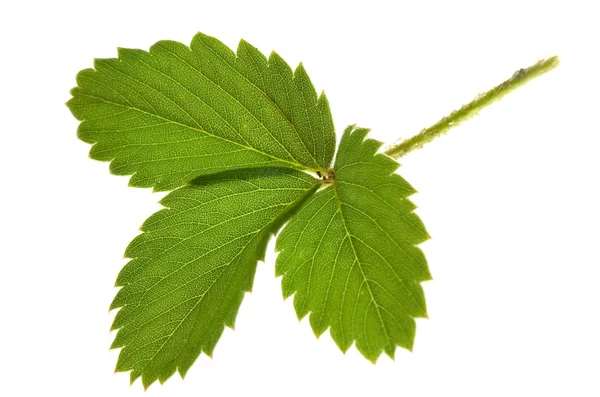 Strawberry leaf on isolated — Stock Photo, Image