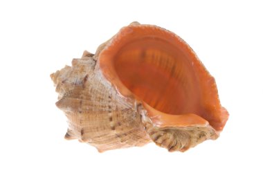 Cockle kabuk