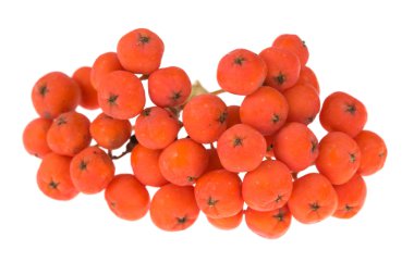 Rowan berry izole