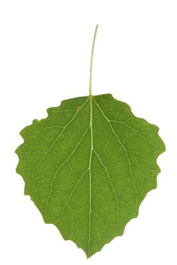 Aspen leaf clipart