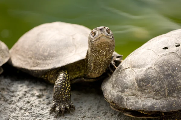 Güzel kaplumbağa — Ücretsiz Stok Fotoğraf