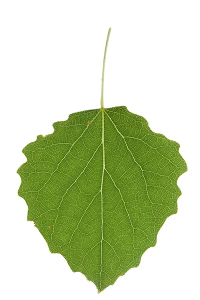 Aspen leaf — Stock Photo, Image