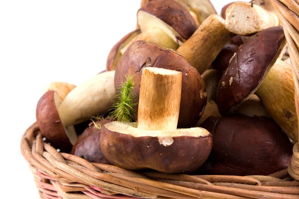 stock image Basket mushrooms on isolated