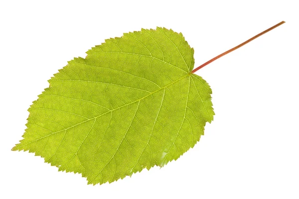 잎에 고립 — 스톡 사진