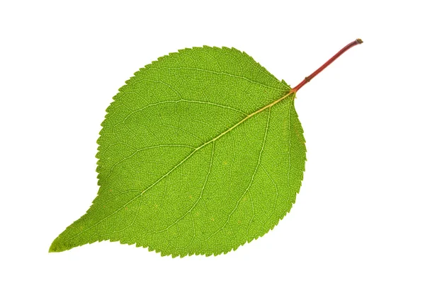Leaf op geïsoleerde — Stockfoto