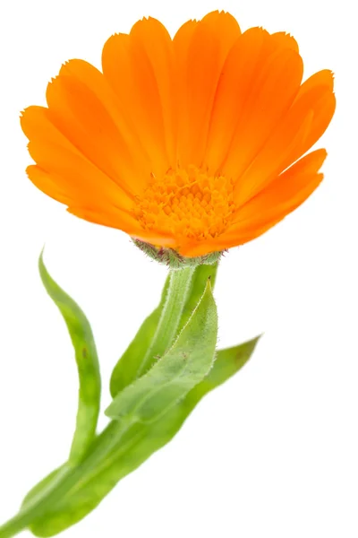 Calendula virág — Stock Fotó
