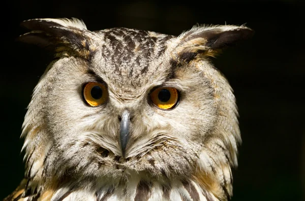 stock image Portrait of eagle-owl