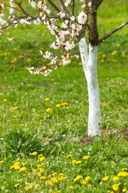 Blossom kiraz ağacı