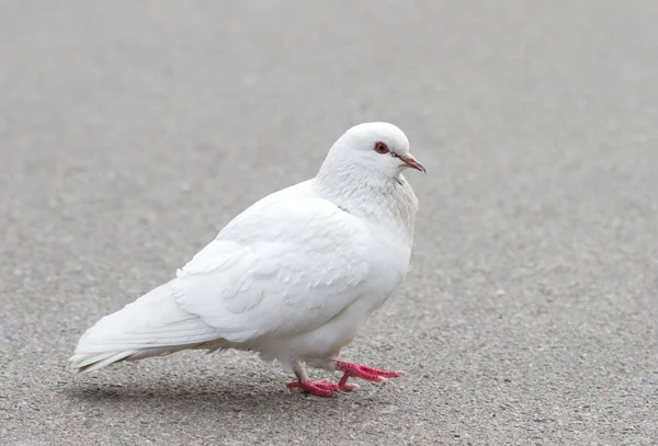 stock image White pigeon