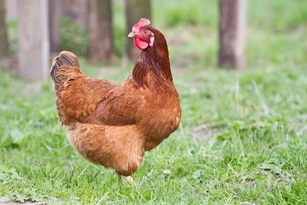Retrato de un pollo —  Fotos de Stock