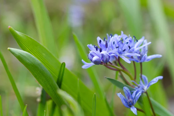 Vackra vårblommor — Stockfoto