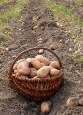 Patates hasadı.