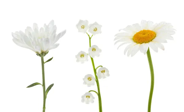 White flowers collection — Stock Photo, Image