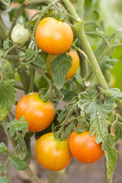 Pomodori acerbi — Foto Stock