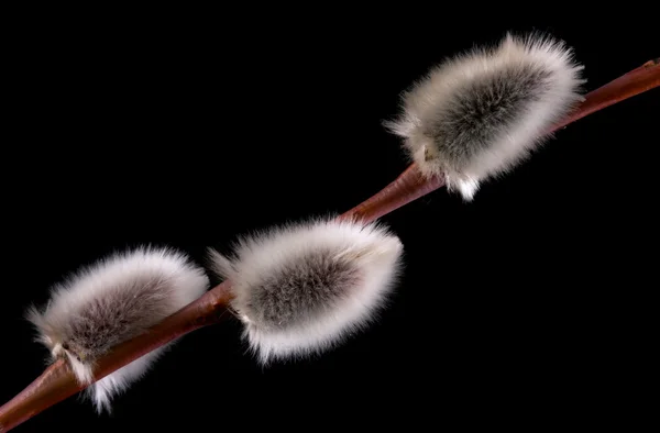 Pussy wIllow — стоковое фото