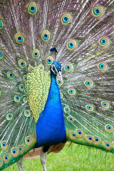 stock image Beautiful peacock