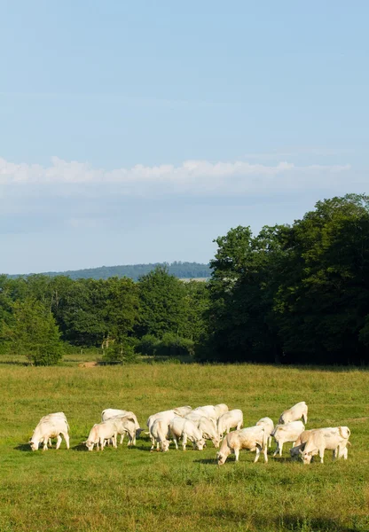 Paisagem com vacas em Burgundy, Francia — Fotografia de Stock