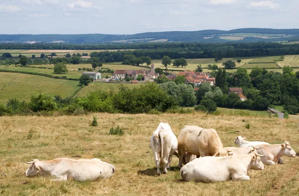 Пейзаж с коровами — стоковое фото