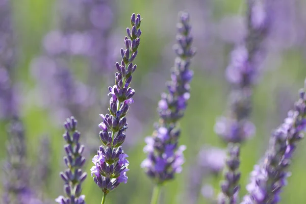 stock image Violet lavenders in a field