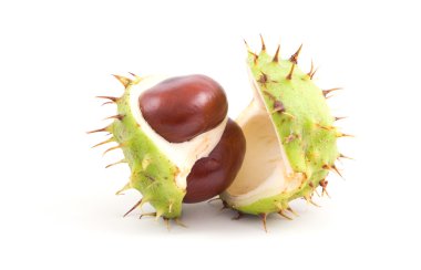 Chestnuts clipart