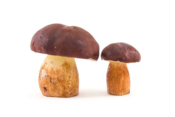 Two mushrooms — Stock Photo, Image