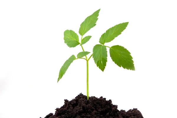 Groei planten — Stockfoto