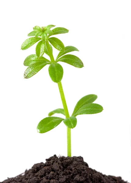 Зростання рослин — стокове фото