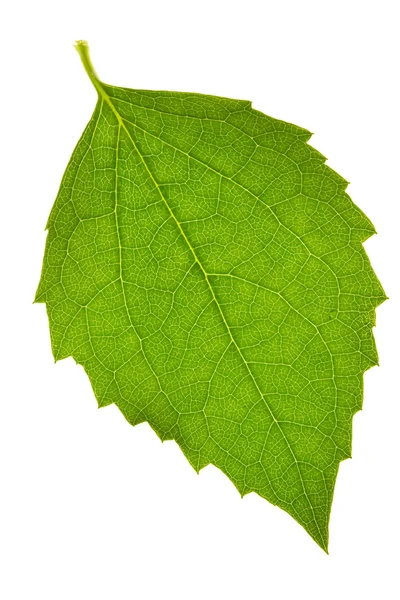 Φύλλα γιασεμιού — Φωτογραφία Αρχείου