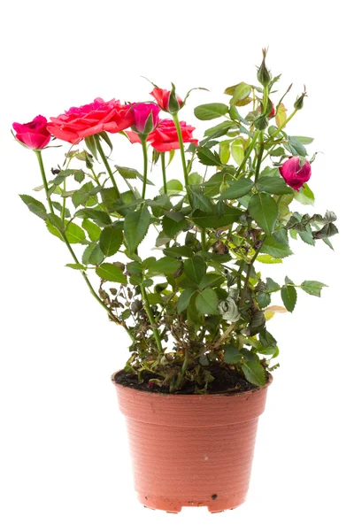 Beautiful rose in flowerpot — Stock Photo, Image