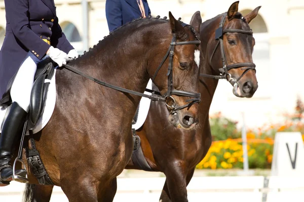 Konie ujeżdżeniowe — Zdjęcie stockowe