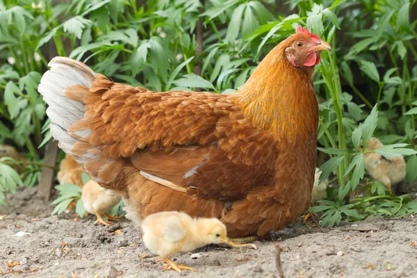 Pollo retrato — Foto de Stock