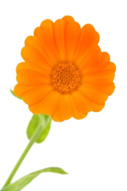 çiçek calendula