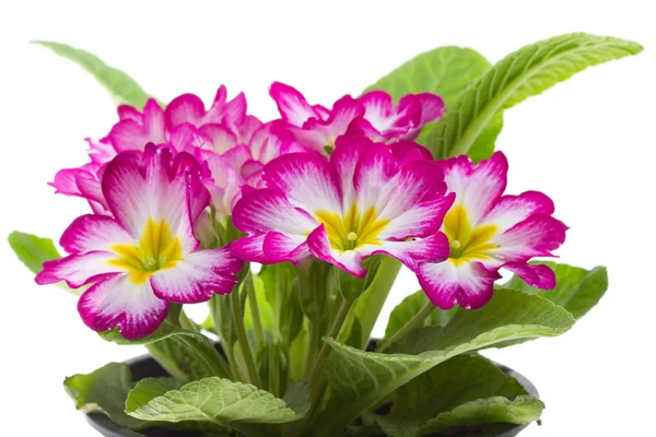 Beautiful primrose — Stock Photo, Image