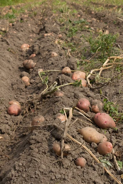 Aardappelen oogsten — Stockfoto