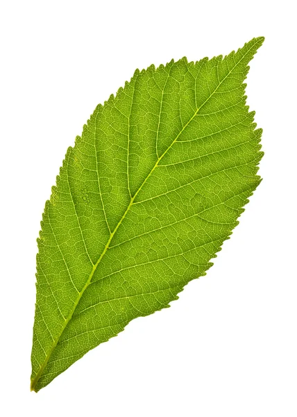 밤나무 잎 — 스톡 사진