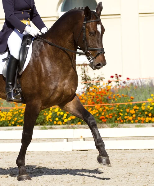 Cavalo de vestir e cavaleiro — Fotografia de Stock