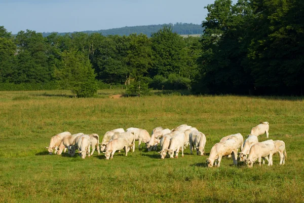 Пейзаж с коровами в Бургундии — стоковое фото