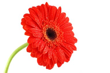 kırmızı gerbera