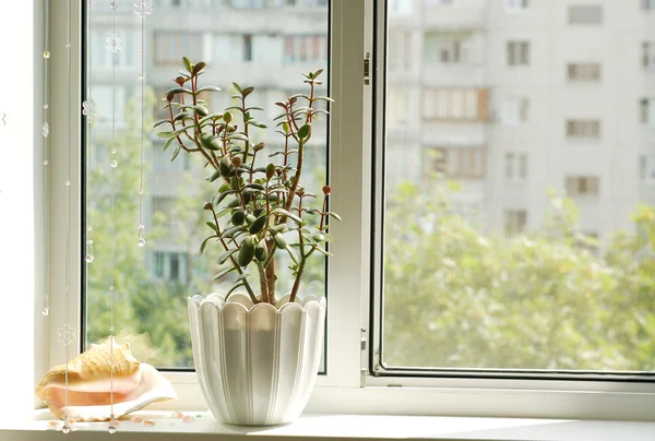 Окно и цветочный горшок — стоковое фото