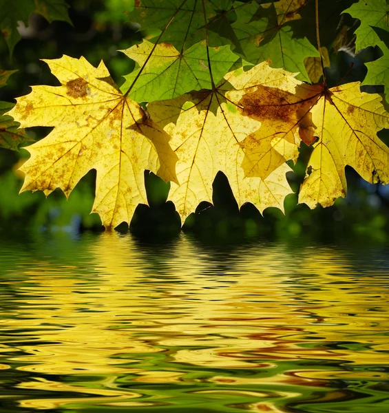 Žlutá Javorové listy — Stock fotografie