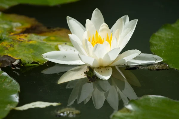stock image Beautiful Water lily