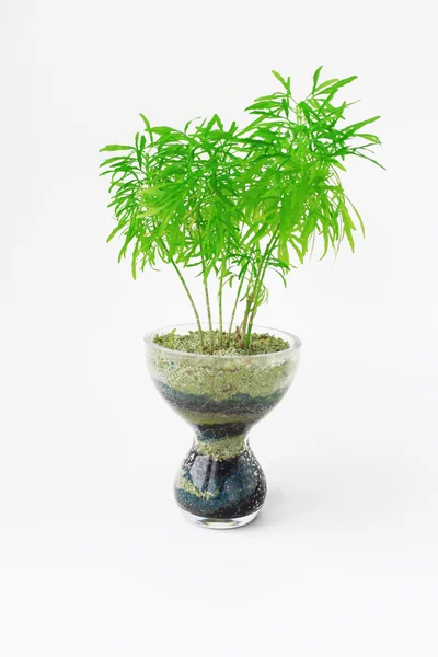 Stock image House plant