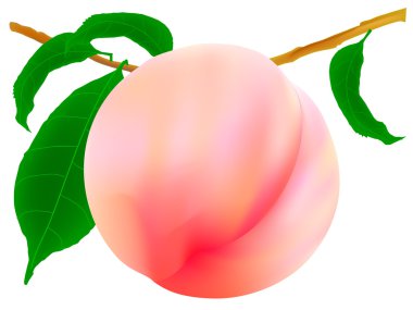 Yhe Peach clipart