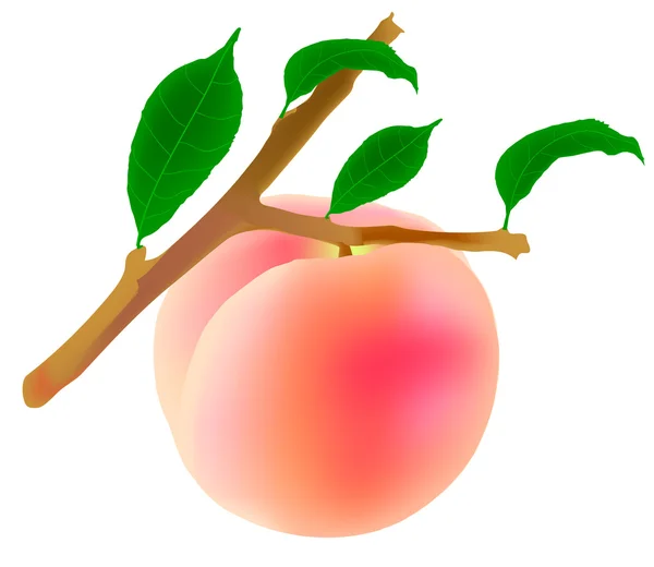 ลูกพีช — ภาพเวกเตอร์สต็อก
