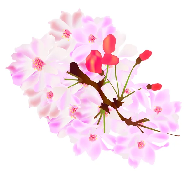 Fleurs de cerisier — Image vectorielle