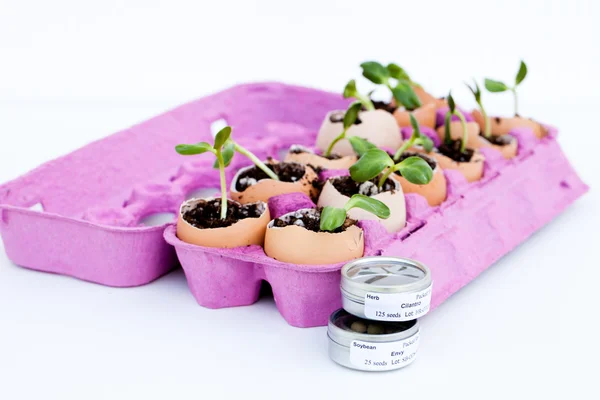 Green seedlings growing out of soil in egg shells — Stock Photo, Image