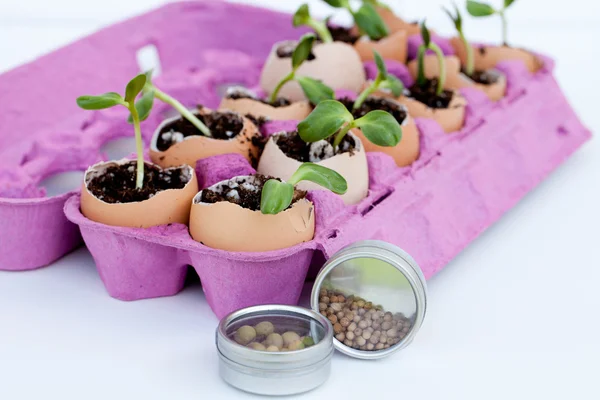Plántulas verdes que crecen fuera del suelo en cáscaras de huevo —  Fotos de Stock