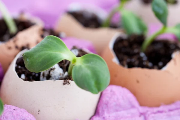 Зеленые саженцы, растущие из почвы в скорлупе яиц — стоковое фото